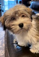 Available Havanese puppies Oregon