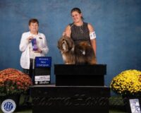 Available Havanese puppies Oregon